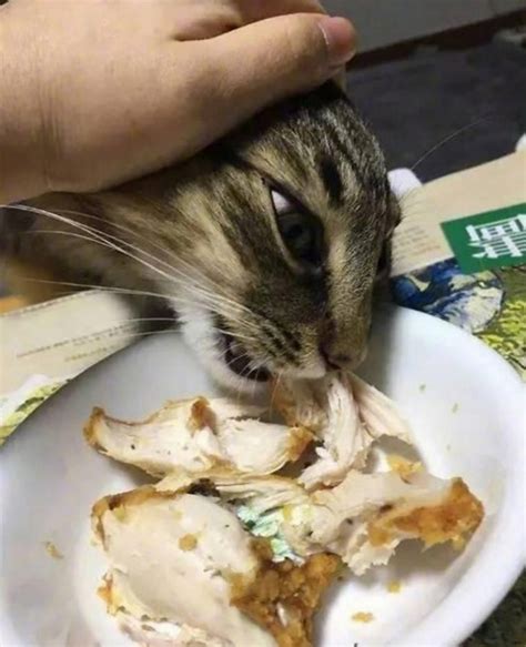 流浪猫喜欢吃啥
