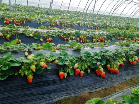 海南红草莓种植时间