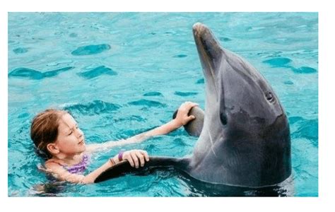 海豚和人类恋爱