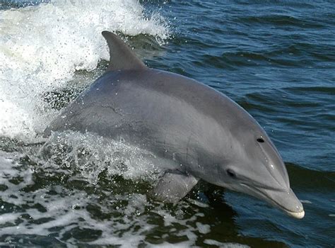 海豚是自然选择还是人工选择