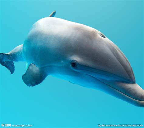 海豚有什么生理能力