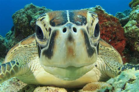 海龟为什么濒临灭绝