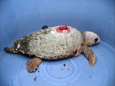 海龟受人类影响