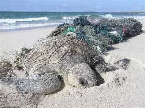 海龟怎么受到海洋污染
