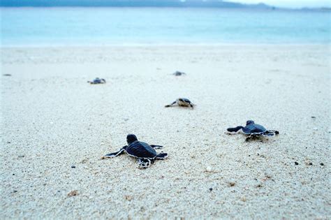 海龟未来会灭绝吗