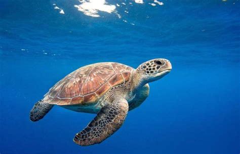 海龟能灭绝吗