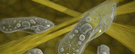 淡水中生活的原生动物如草履虫能通过伸缩泡排出细胞内过多的水