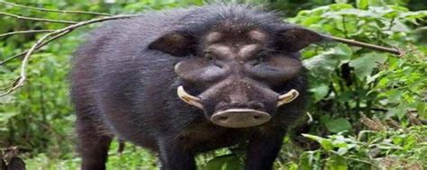 深圳市把野猪列为几级保护动物
