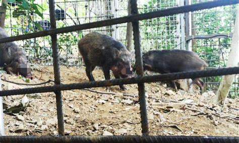 深圳生态公园野猪