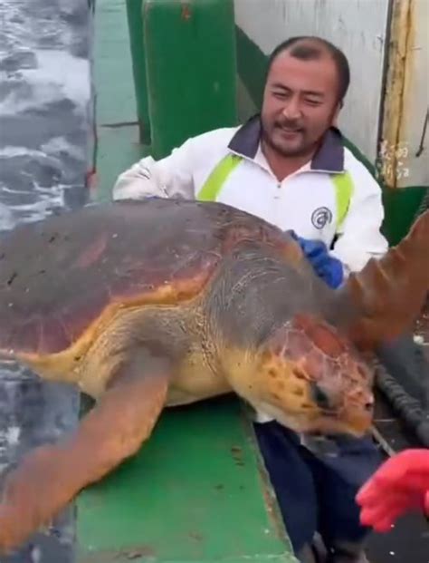 渔民误捕300斤大海龟后果断放生看法
