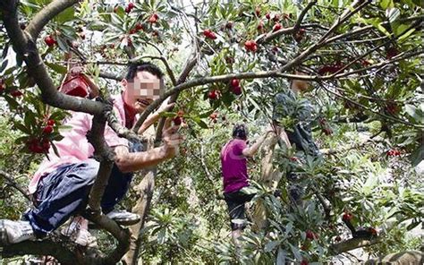 温州女子摘杨梅摔下树