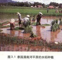 湄南河平原自然条件