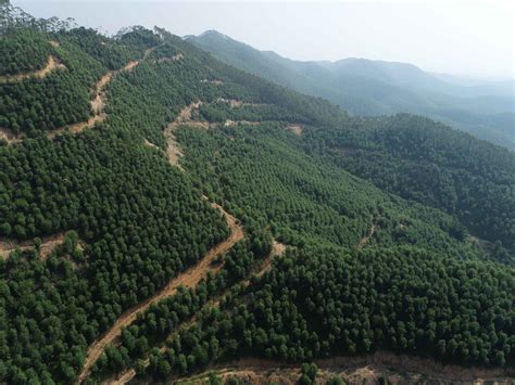 湖南碳汇林项目