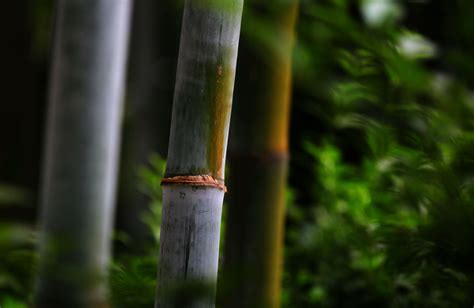 漂亮的竹子的图片大全