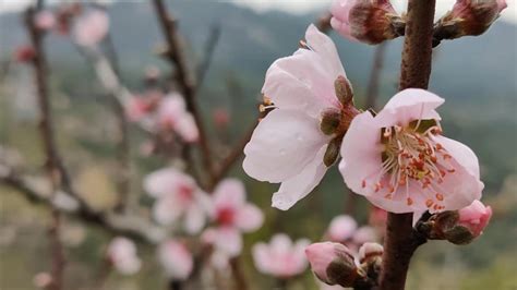 潮阳巨峰寺现在有桃花