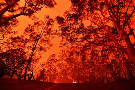 澳大利亚大火导致什么