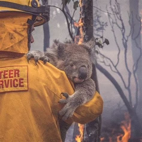 澳大利亚大火的消息