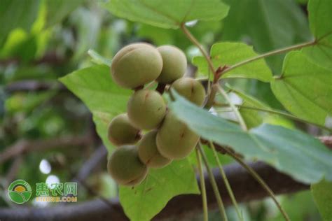 澳洲坚果种植条件