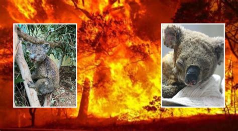澳洲森林大火考拉死亡