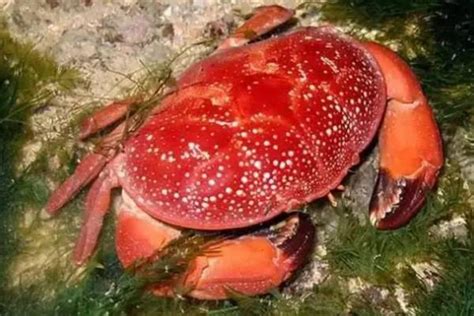澳洲红蟹如何处理毒素