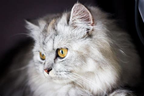 灰白小猫咪起名大全可爱