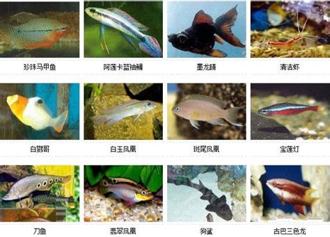 热带鱼种类大全