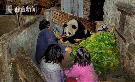 熊猫吃人事件真实案例