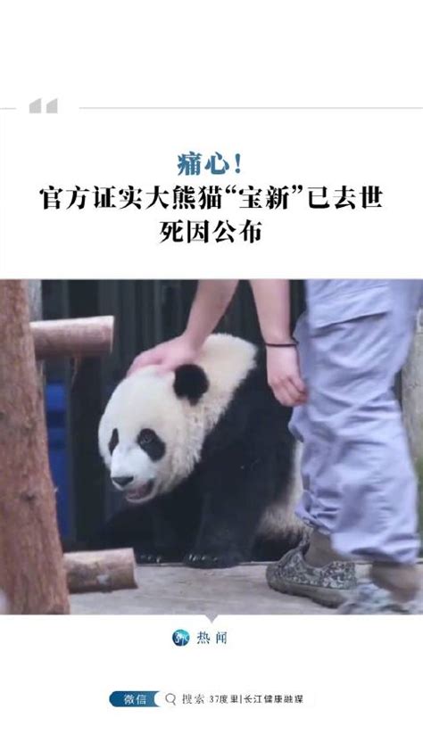 熊猫宝新死因公布