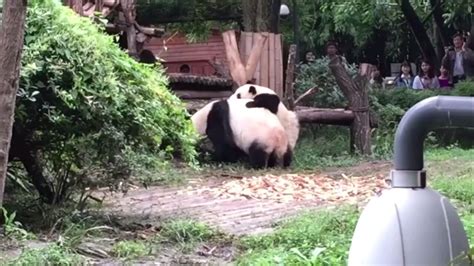 熊猫搞笑视频笑到吐血