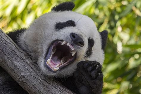 熊猫是大嘴巴还是小嘴巴