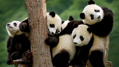 熊猫最庞大的家族
