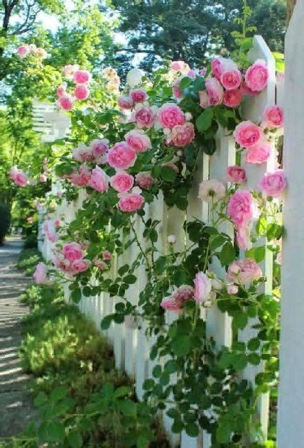 爬满蔷薇的小院子图