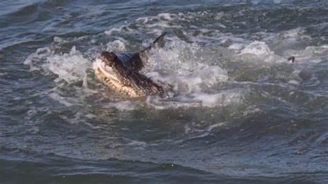 牛鲨vs湾鳄