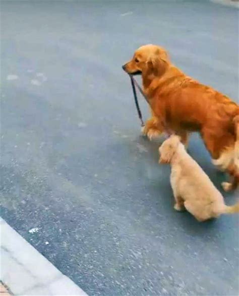 狗妈妈残疾带着狗宝宝
