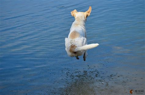 狗被人拖入水中淹死