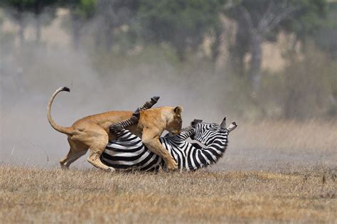 狮子通常全力追捕动物的极限距离是多少公尺