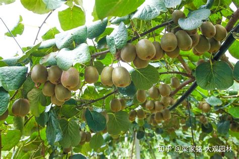 猕猴桃树能在北方种植吗