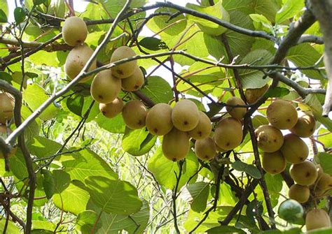 猕猴桃种植条件