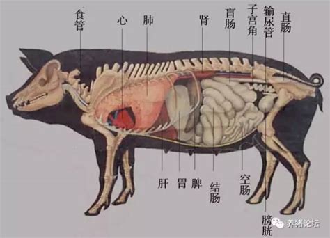 猪的器官结构图