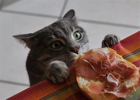猫偷吃东西谁赔
