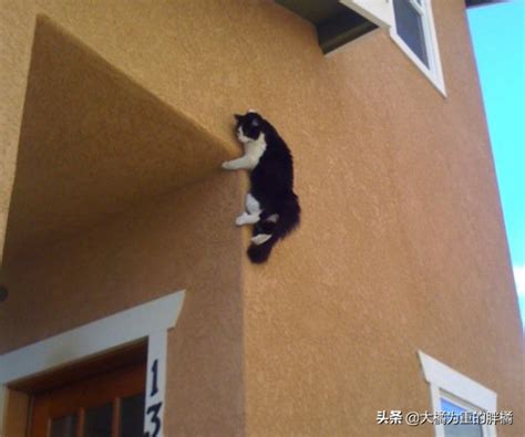 猫咪围墙上摔下来又立马回去