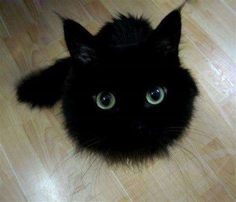 猫咪起什么名字好听黑色