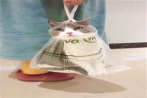 猫套塑料袋