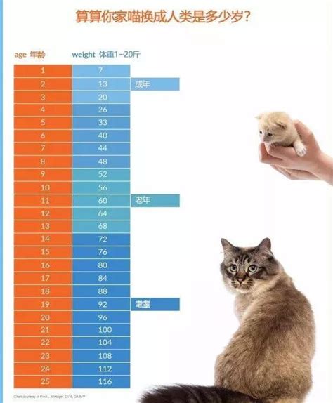 猫的寿命跟人的换算
