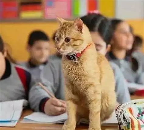 猫5次入镜影响上课开除老师