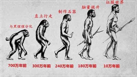 猿人进化过程视频大全