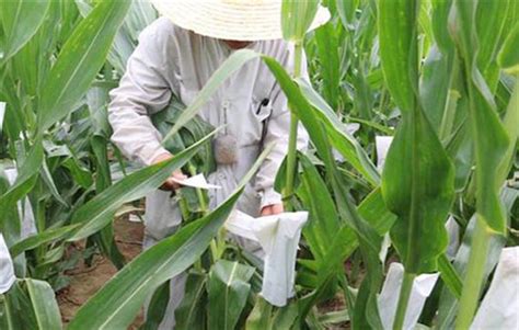 玉米大棚种植如何授粉