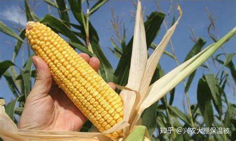 玉米施肥方法及时间