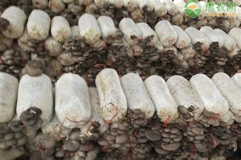 玉米芯怎么种植蘑菇