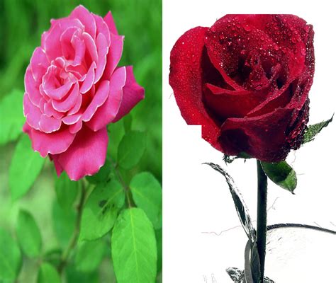 玫瑰和月季的区别图解